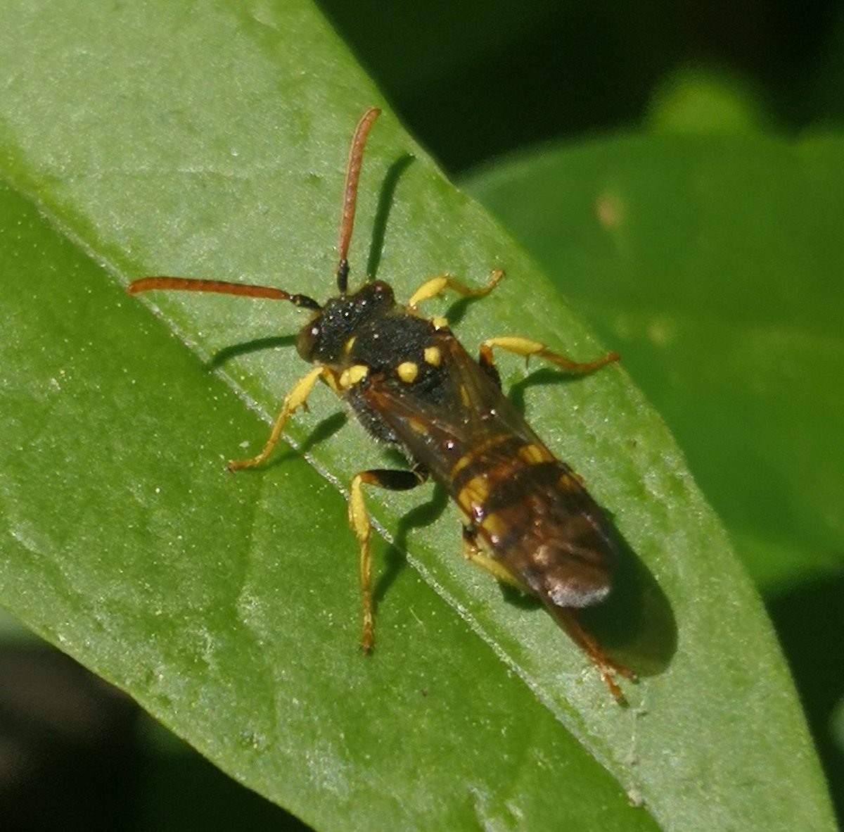 Nomad bees are already busy in Goettingen, looking for nests od their hosts to lay eggs, such as this Nomada succincta (best guess ID)