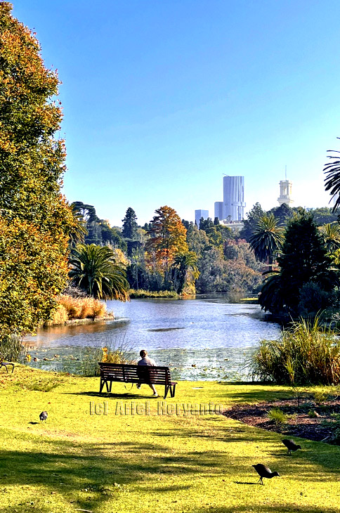 Royal Botanic Gardens (Melbourne): dekat pusat kota, tapi jauh dari hiruk-pikuk kota
#royalbotanicgardens  #melbourne