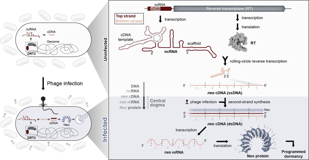 I am delighted to share the newest work from the @SternbergLab, in which we discover RNA-templated gene creation as a mechanism of antiviral immunity. This is a story for anyone who loves molecular biology, and one that repeatedly left us in disbelief. doi.org/10.1101/2024.0…