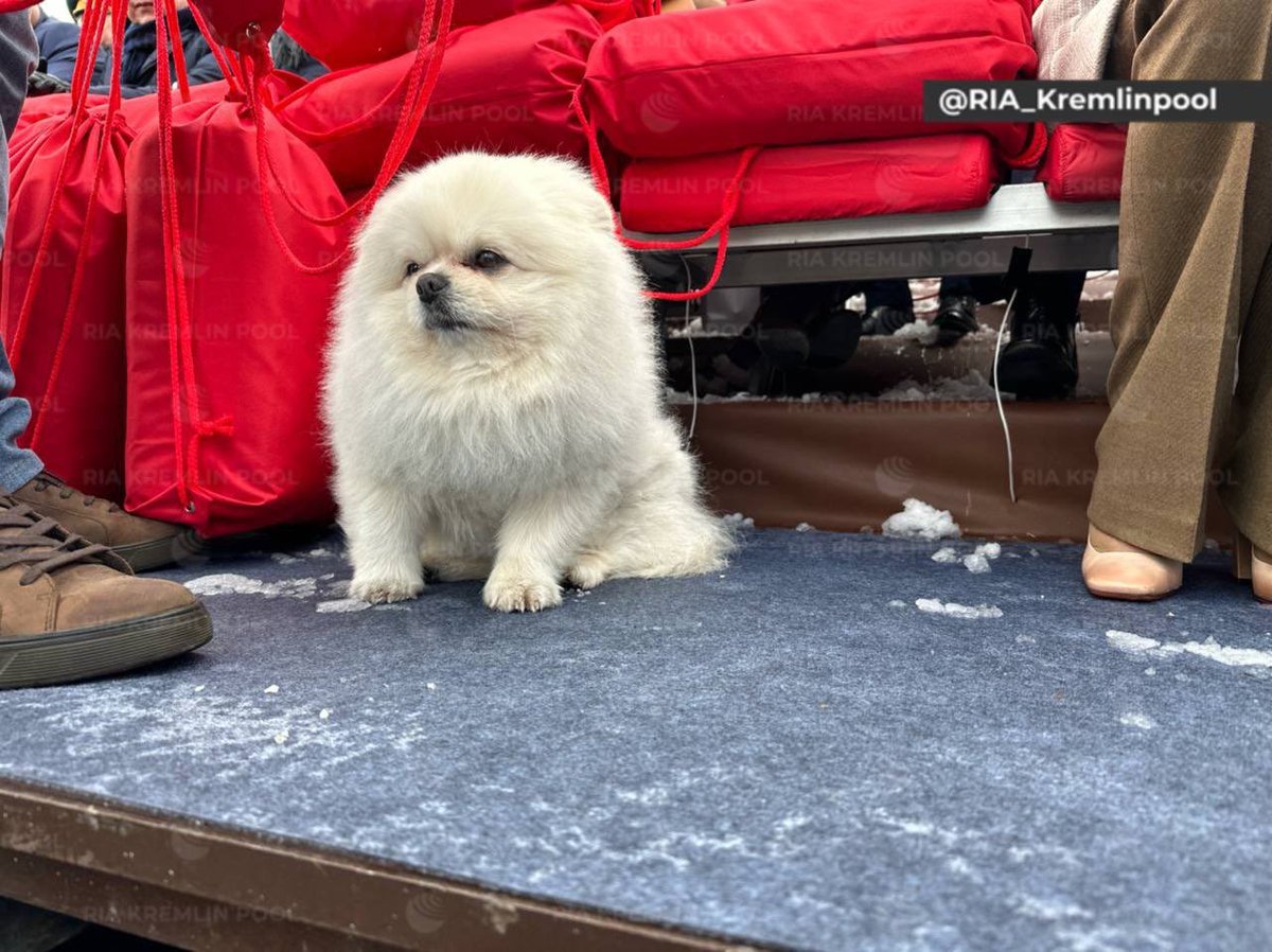 On the podium, there's Umka, a Spitz that belongs to Belarusian President Alexander Lukashenko. This dog has been to parades before, so it's comfortable enough to be off-leash.