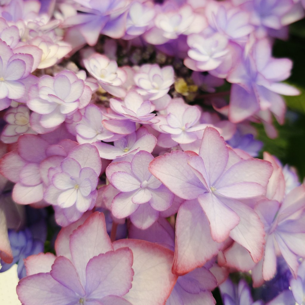 花弁の形と色が可愛い。ひな祭りという紫陽花。