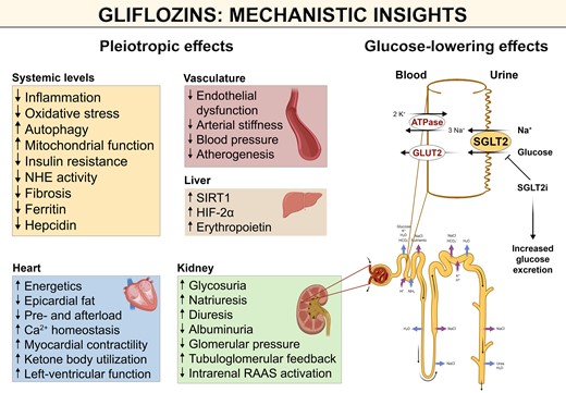 SGLT2 Inhibitors: Cardiovascular Benefits

•SGLT2 inhibitors like Gliflozins regulate glucose reabsorption, benefiting T2DM & heart failure
•Landmark trials confirm they⬇️MACE🫀&⬇️HF hospitalization
•They modulate inflammation, oxidative stress & metabolism➡️broad effects