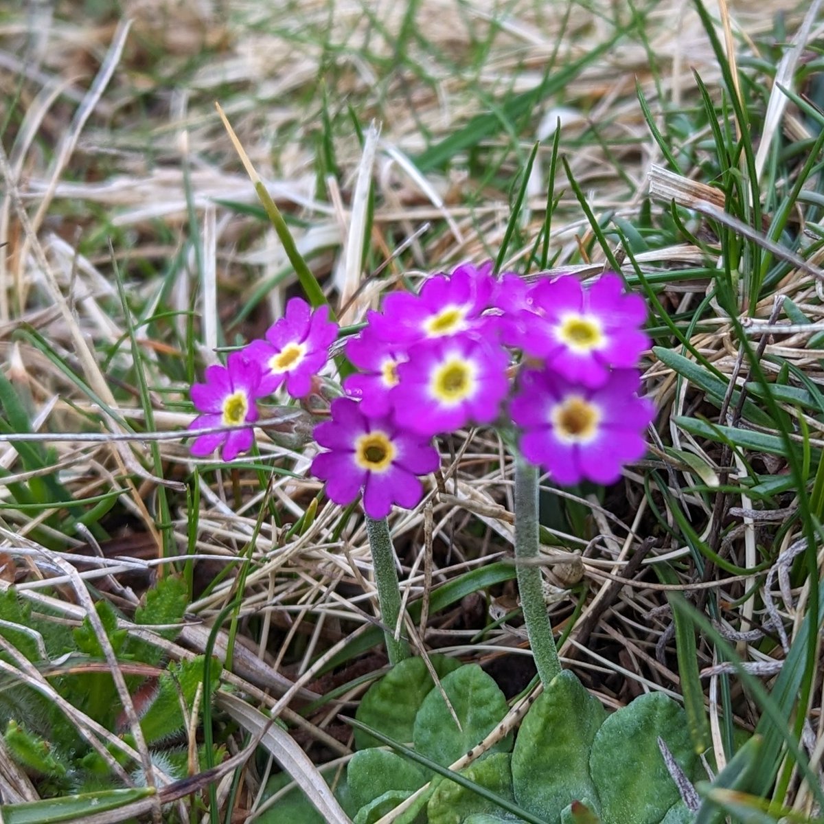 Delicate, fragile and beautiful, yet able to withstand the harsh conditions of Scotland's north coast, Head of Plantlife Scotland goes in search of Scottish Primrose.