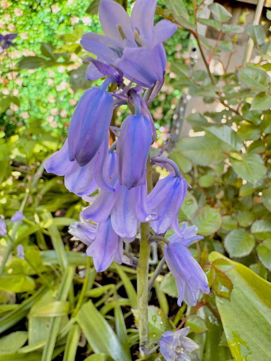 Brewed my #coffee ☕️ to get ready for my class. Today we will discuss #discrimination. Who likes #pretzel? 🥨 #bluebells in my little garden. 
A grateful heart 💟 gives you energy! #HappyThursday #twitterfriends #lecturer #CoffeeLover #coffeefirst #sunnyday #England