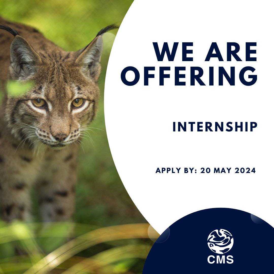 📢 UN #Internship Opportunity! Are you passionate about migratory animals and want to engage yourself in international nature conservation? Join us at the CMS Secretariat and gain valuable experience for your career! #Applynow by 20 May 2024! ➡️careers.un.org/jobSearchDescr…