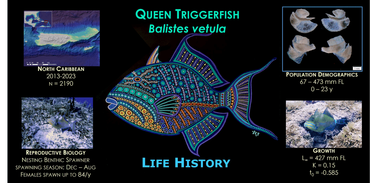 🐟 #New Paper in 2024 ✍️ 'Queen Triggerfish Balistes vetula Age-Based #Population Demographics and #Reproductive Biology for Waters of the North Caribbean' by Virginia R. Shervette et al. 👉mdpi.com/2410-3888/9/5/… 📌#biology
