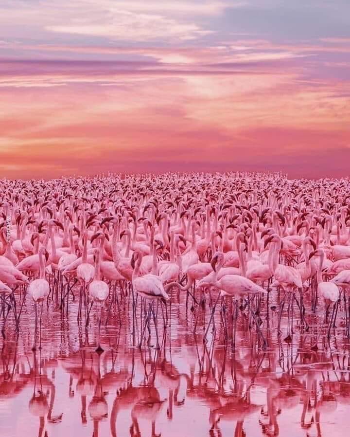 These flamingoes used to migrate in flocks to a salt lake at a city in the Mediterranean Island where I have spent memorable years of my life. 

#MigratedBirds #ParadiseIsland