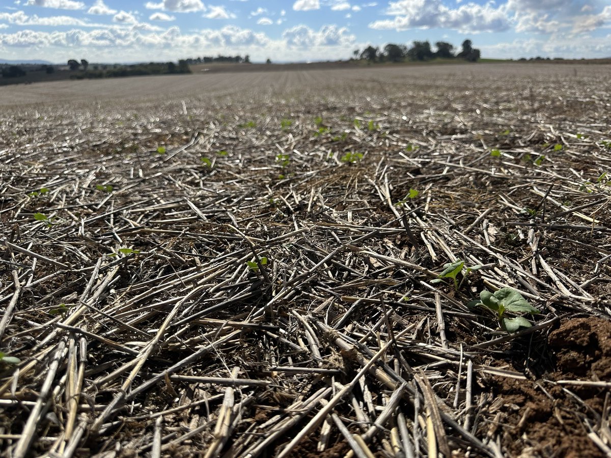 This conversation occurs every year that I’ve been doing Agronomy… Why don’t seed companies put an outlandish coloured dye to assist Farmers and Agros with everyone’s favourite guessing game this time of year - establishment issue or establishment pest.
#Canola24 #GrowmoreAg