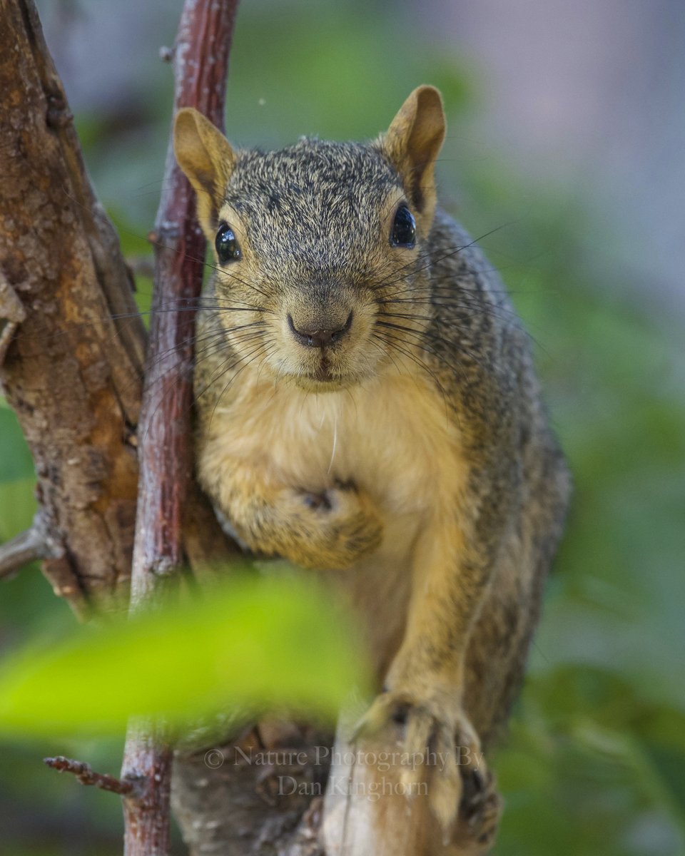 I see too many of these little Critters flattened on the road around town? Like flat little cartoon characters on the road? It's OK to use your brakes and save these little Critters rather than moosh them with your tires... They want to be three dimensional people not flat? 😬