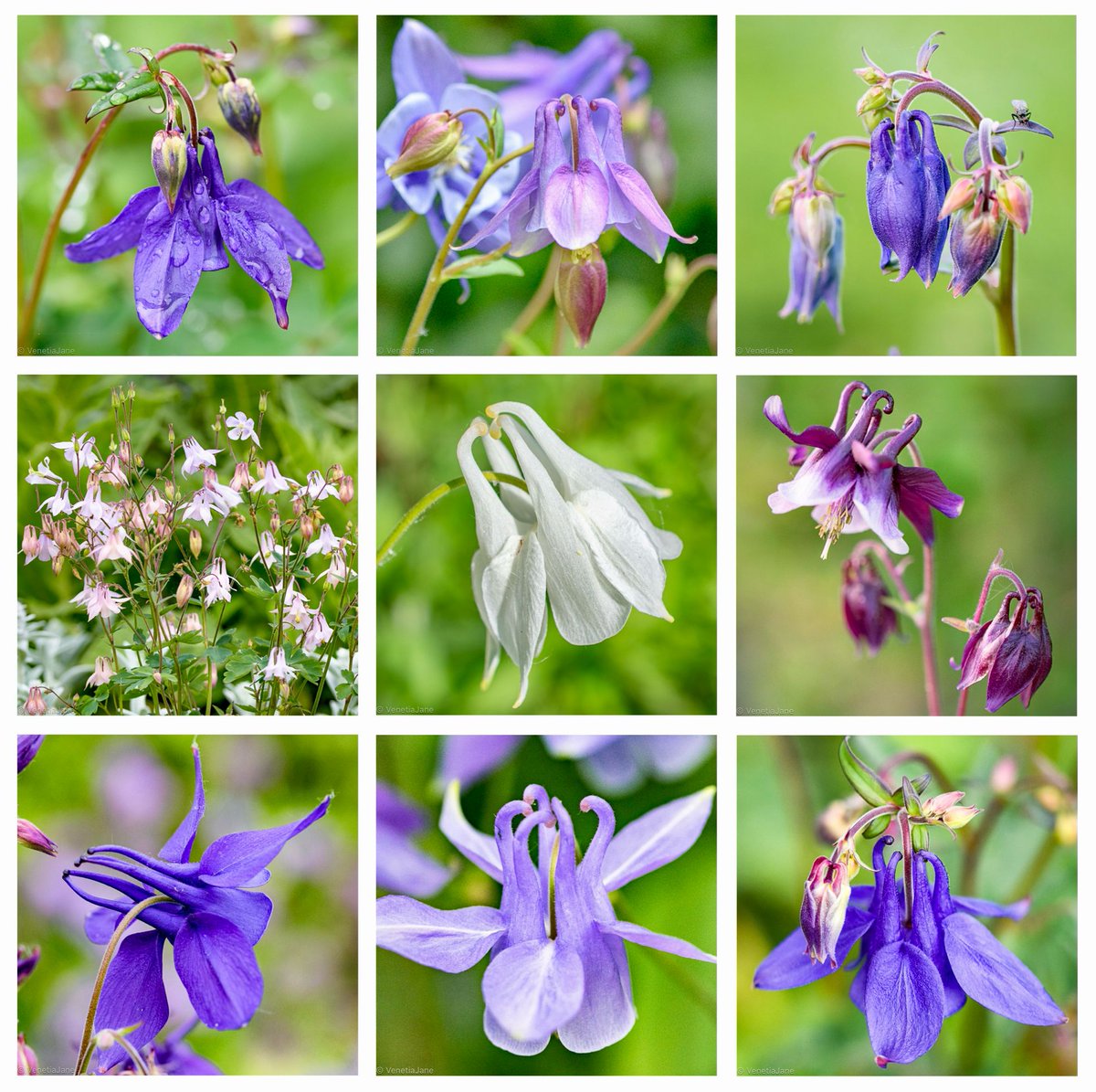Common names for Aquilegia include granny's bonnet, columbine & doves-at-the-fountain. In olden times it was called “Herb Leonis” & believed to be a favourite of lions. It was said that rubbing its juice on your hands would bestow you with the courage of a lion! #FolkloreThursday