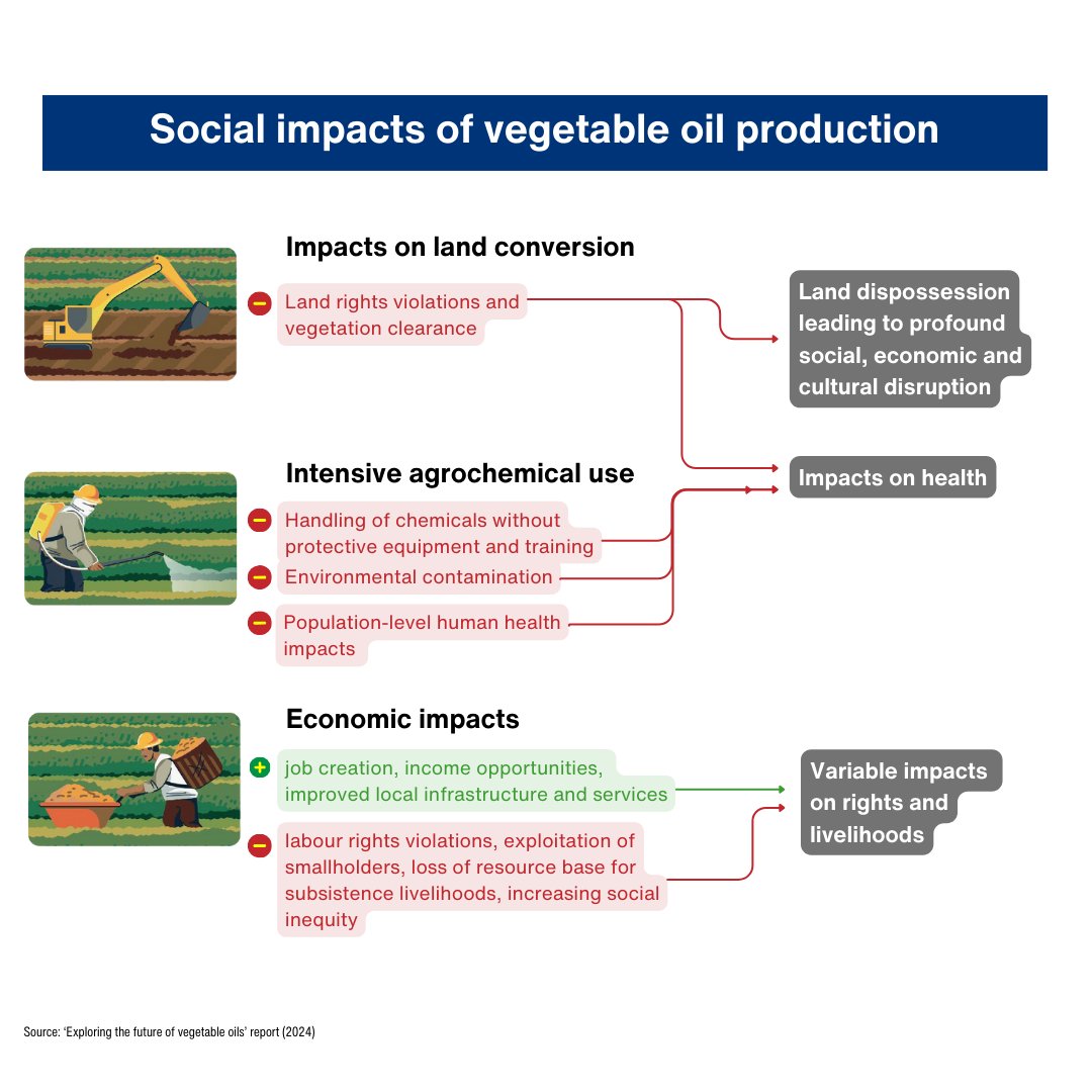 How can we meet the growing need for vegetable oils while minimising #environmental harm and prioritizing human rights?   A new report ‘Exploring the future of vegetable oils’ highlights that better production practices will be the key.    bit.ly/4a4e3LT