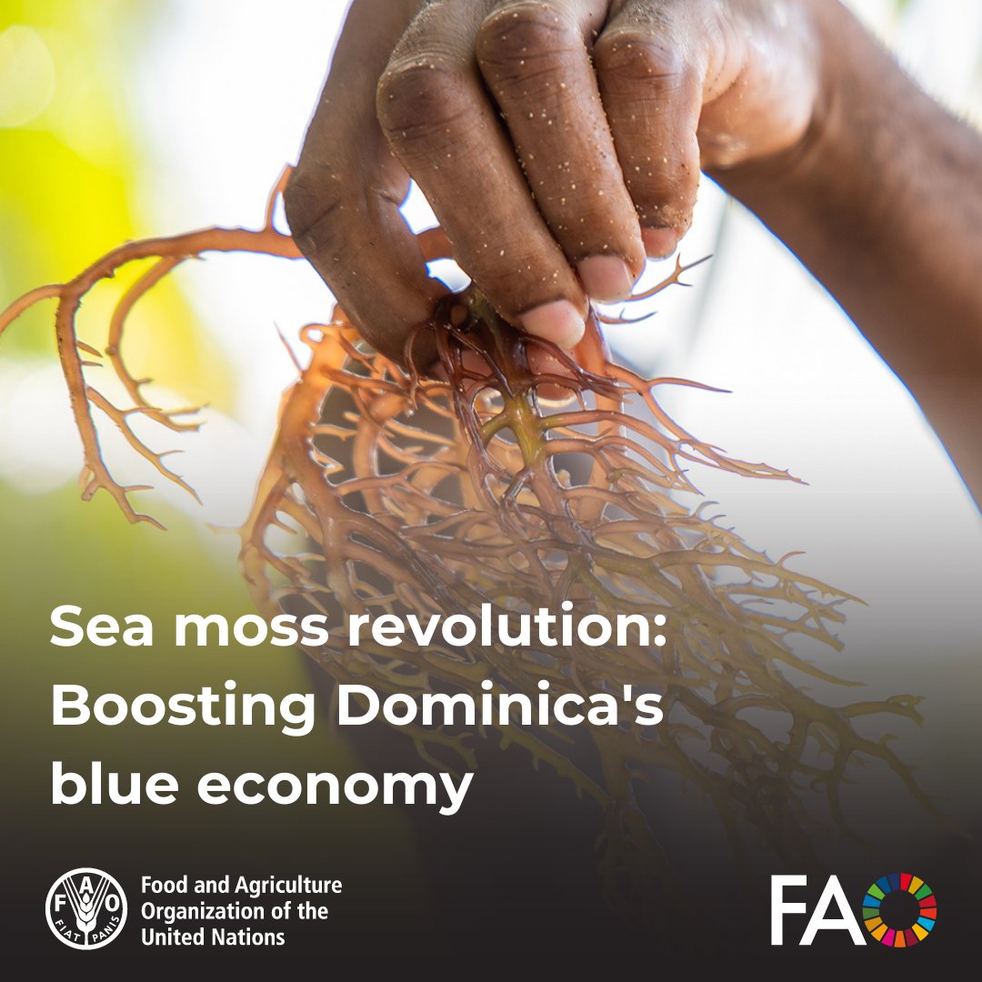 🌊 From traditional uses to high-value products, Dominica's sea moss industry is transforming thanks to @FAO's support. Learn how innovative farming techniques and species like Eucheuma cottonii are increasing yields and improving livelihoods. 👉 bit.ly/4bqpUVM