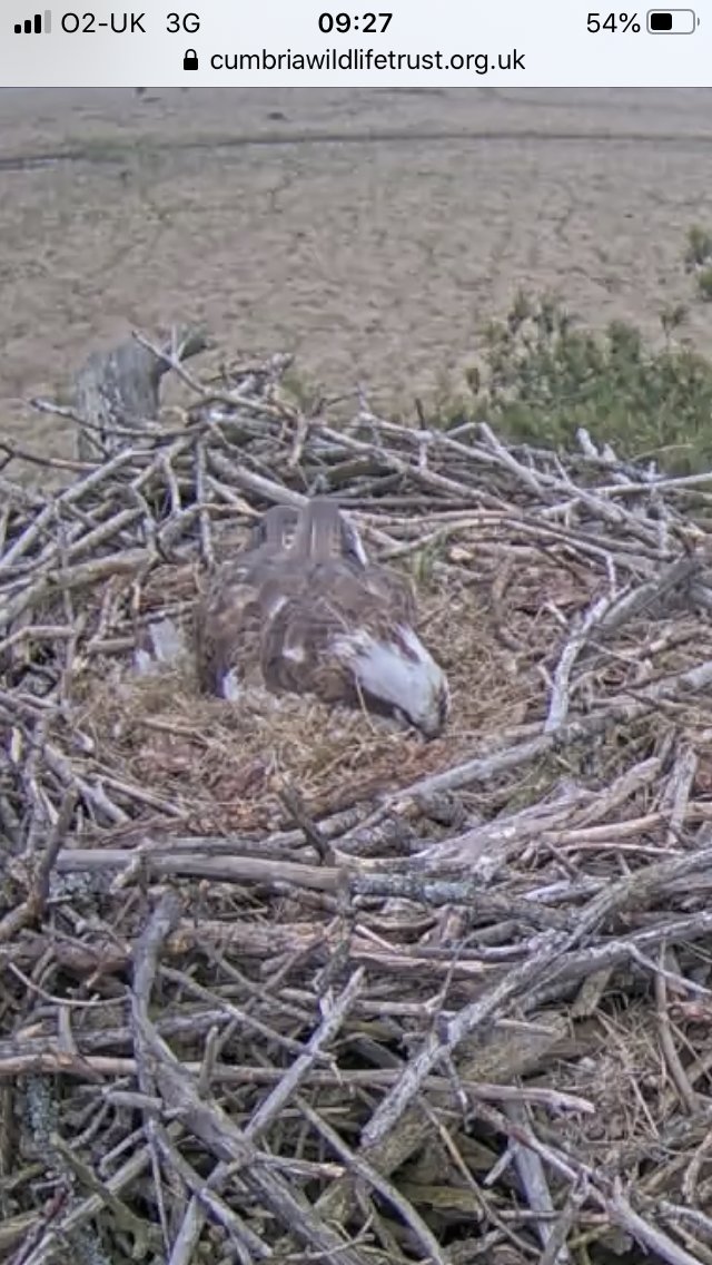 Having a lie in. It can take only 48 hours from an egg being fertilised to laying. Then comes the long wait.