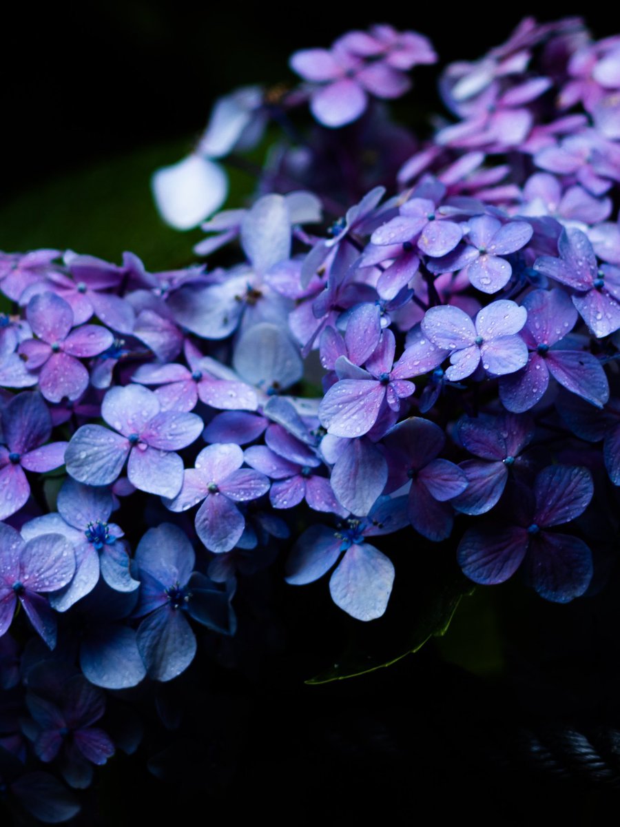 紫陽花じゃなく紫雨花と書きたい。