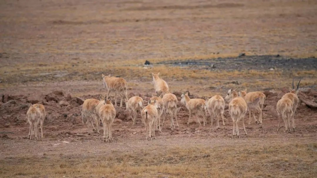 7日上午10时17分，首批47只藏羚羊从中国三江源国家公园五道梁保护站（109国道3001公里处）向可可西里腹地迁徙，标志着2024年藏羚羊“千里迁徙”拉开帷幕。