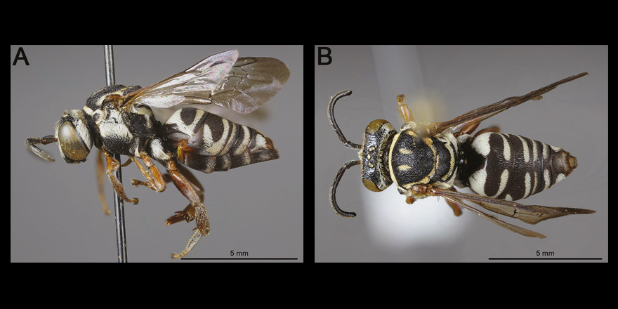 [#entomology]  A revision of the South American species of the cleptoparasitic bee genus Triepeolus Robertson, 1901 (Hymenoptera: Apidae) ⤵️

✒️  <a href="/TOnuferko/">Thomas Onuferko 🇺🇦</a> et al. ➡️ <a href="/MuseumofNature/">Museum of Nature</a>
🔗  DOI: doi.org/10.5852/ejt.20…
#Hymenoptera #Apidae #hymenopterist #bees #entomologist