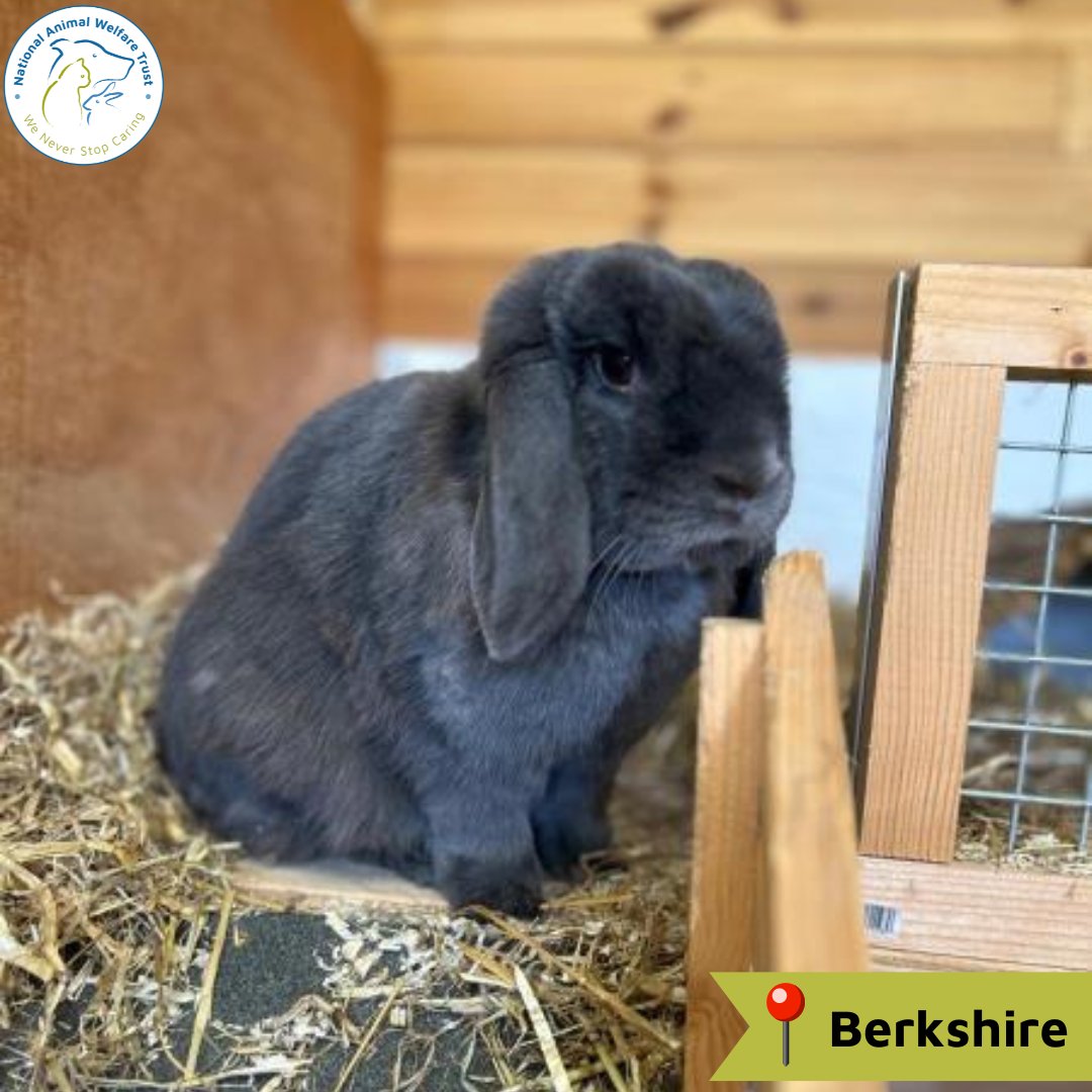 Stormy is 3-years-old, and named after her beautiful stormy grey fur. She's a keen explorer, including investigating what's going on in and around her pen. She enjoys a fuss, but prefers not to be picked up🐰💙 nawt.org.uk/rehoming/anima… #nawt #rabbits #animalcharity