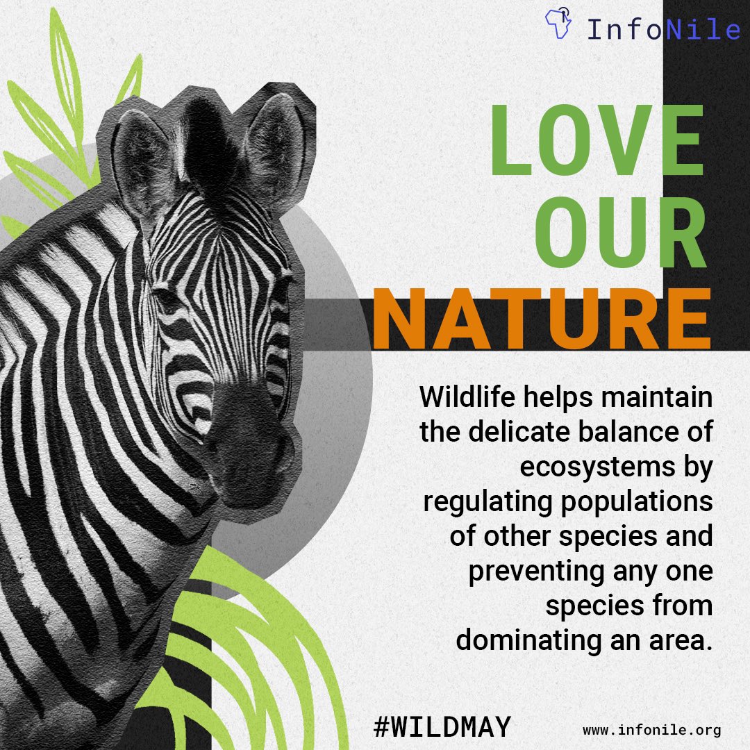 In tropical rainforests, animals disperse the seeds of up to 90% of tree species.
This typically happens when animals eat fruits from plants or carry away their nuts, then excrete or drop the seeds somewhere else. #DYK #WildMay