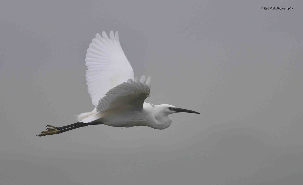 Little Egret. #BirdTwitter #Nature #Photography #wildlife #birds #TwitterNatureCommunity #birding #NaturePhotography #birdphotography #WildlifePhotography #Nikon