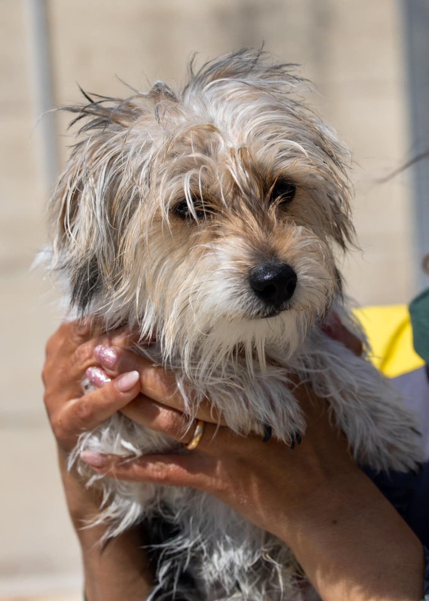 Lui è Gigi, cucciolo di circa un anno, taglia piccola in cerca di casa Come fa uno scricciolo di tre kg ad essere ancora dietro le sbarre? Se vuoi candidarti all’adozione scrivi una piccola presentazione al 3888987222. Gigi si trova ad Alcamo (TP)