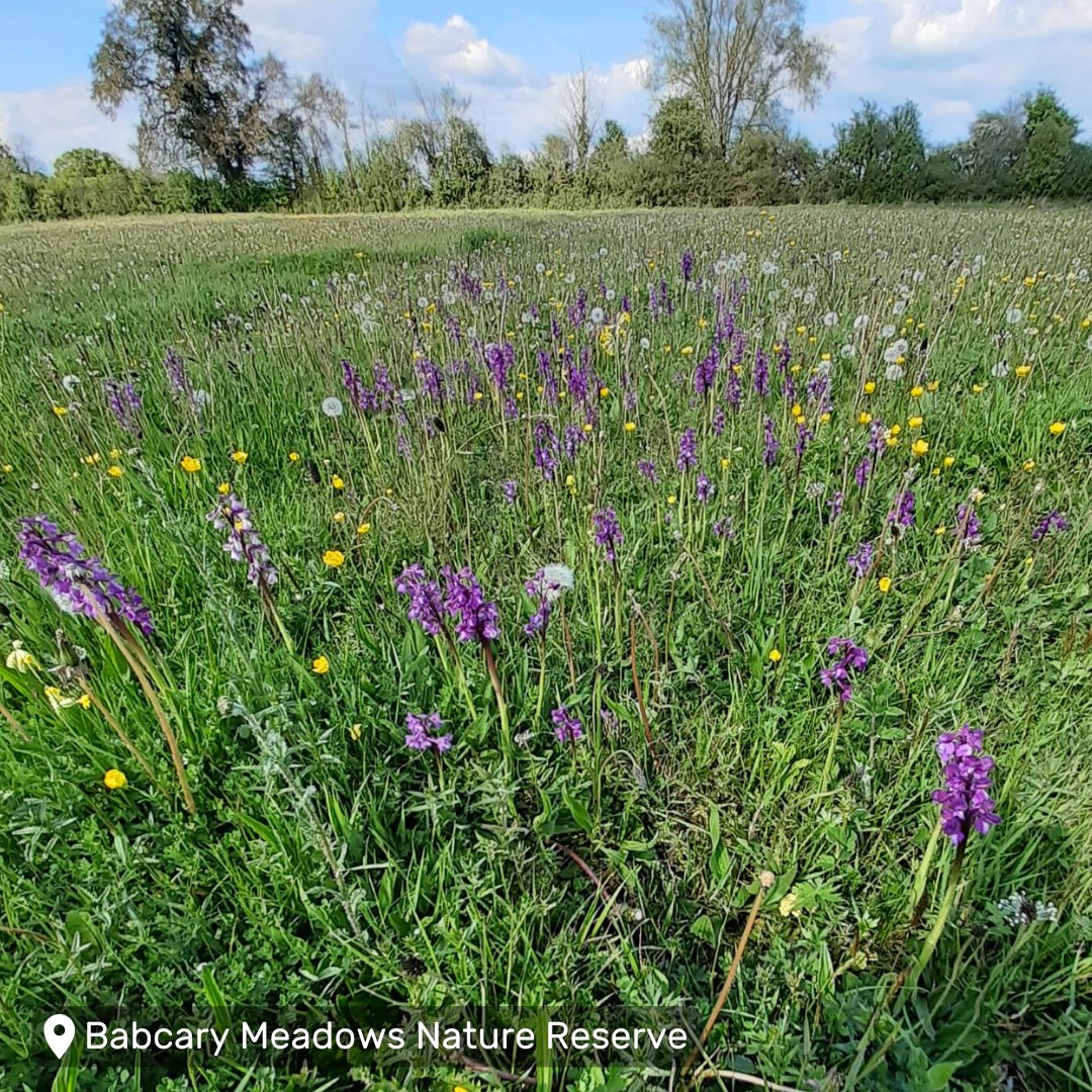 Spring has sprung across our nature reserves! 🦋🌼 Check out these fabulous pictures our reserves team snapped last week! #Somerset #Nature #NatureReserve