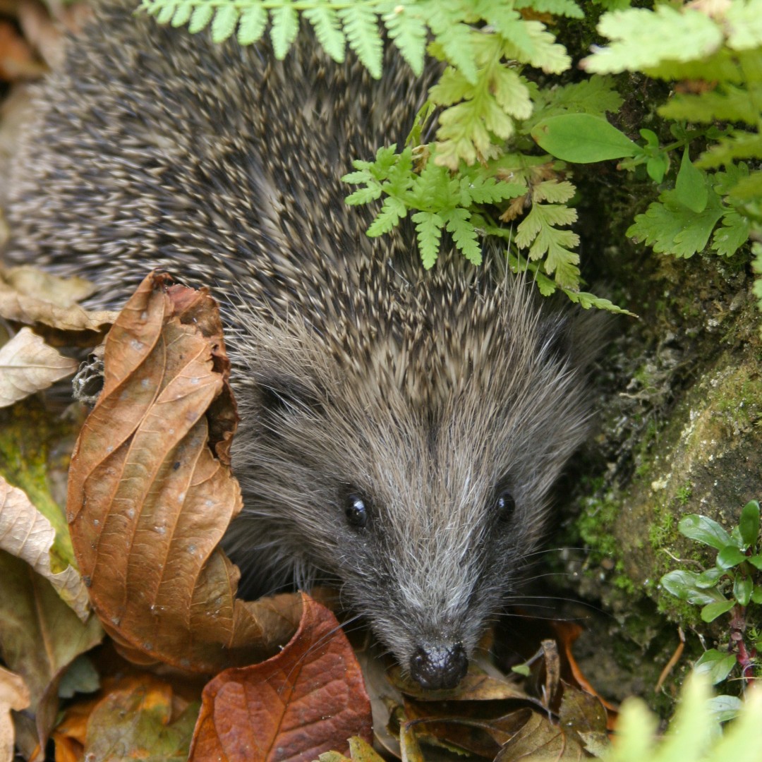 🦔 Love #Hedgehogs? Help conserve these beloved prickly mammals by understanding their ecology this #HedgehogAwarenessWeek! Check out @hedgehogsociety for tips and share your sightings with TVERC to make a difference. britishhedgehogs.org.uk/hedgehog-aware… 📸Martin Gascoigne-Pees