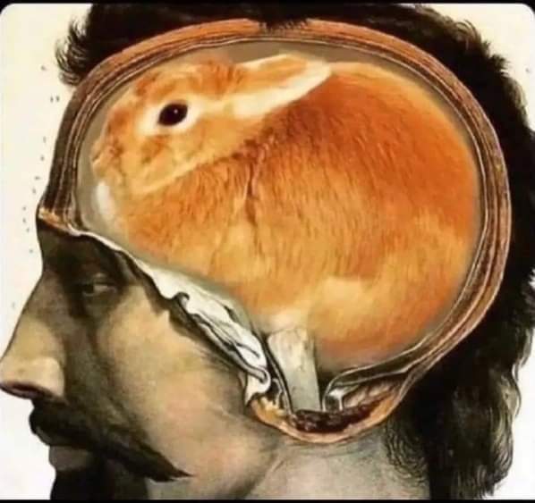 No thoughts, only bunny 🐰