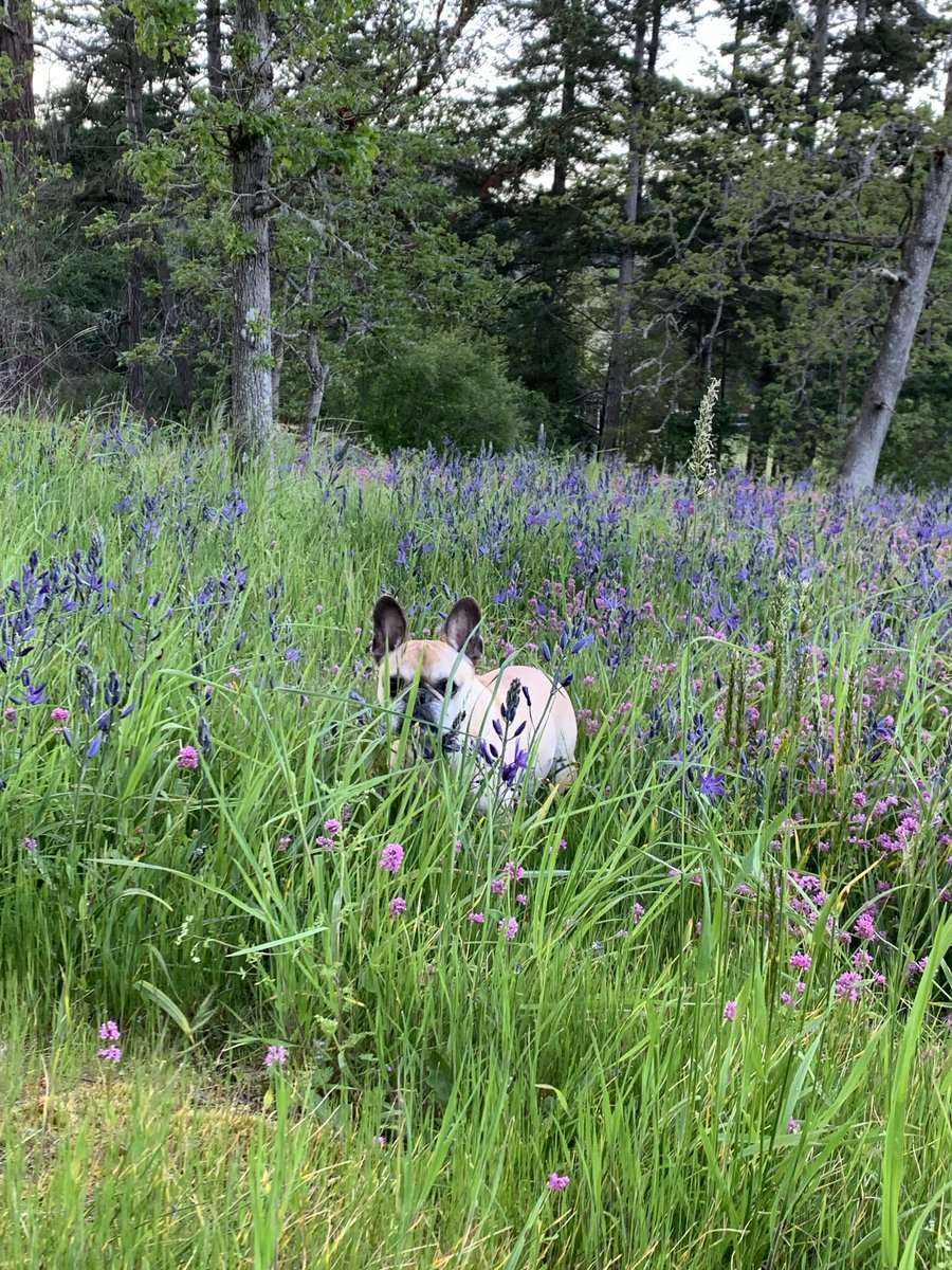 glauc87's tweet image. Darla in Camasflage