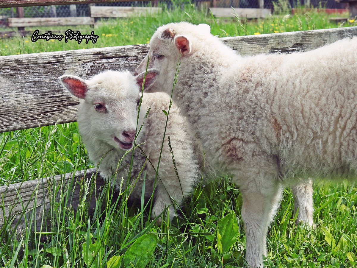 #lamb #lambs #sheep #farm #farmanimals #farming #animalsofinstagram #animallover #happy #cute #animal