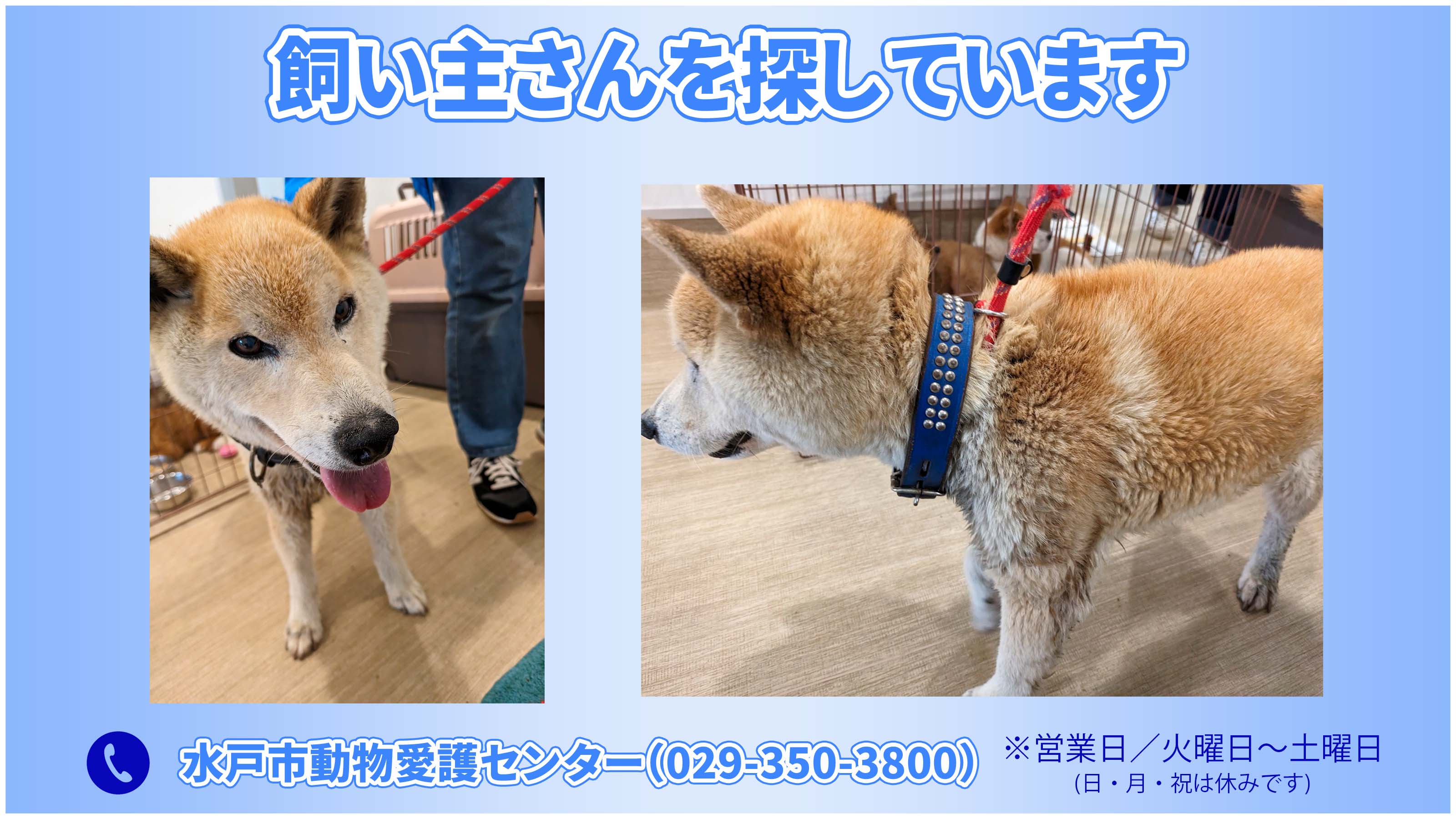 右向き秋田犬（大）｜WooBia公式オンラインショップ – WooBia