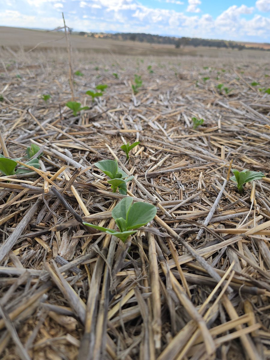 Lift off #fababean