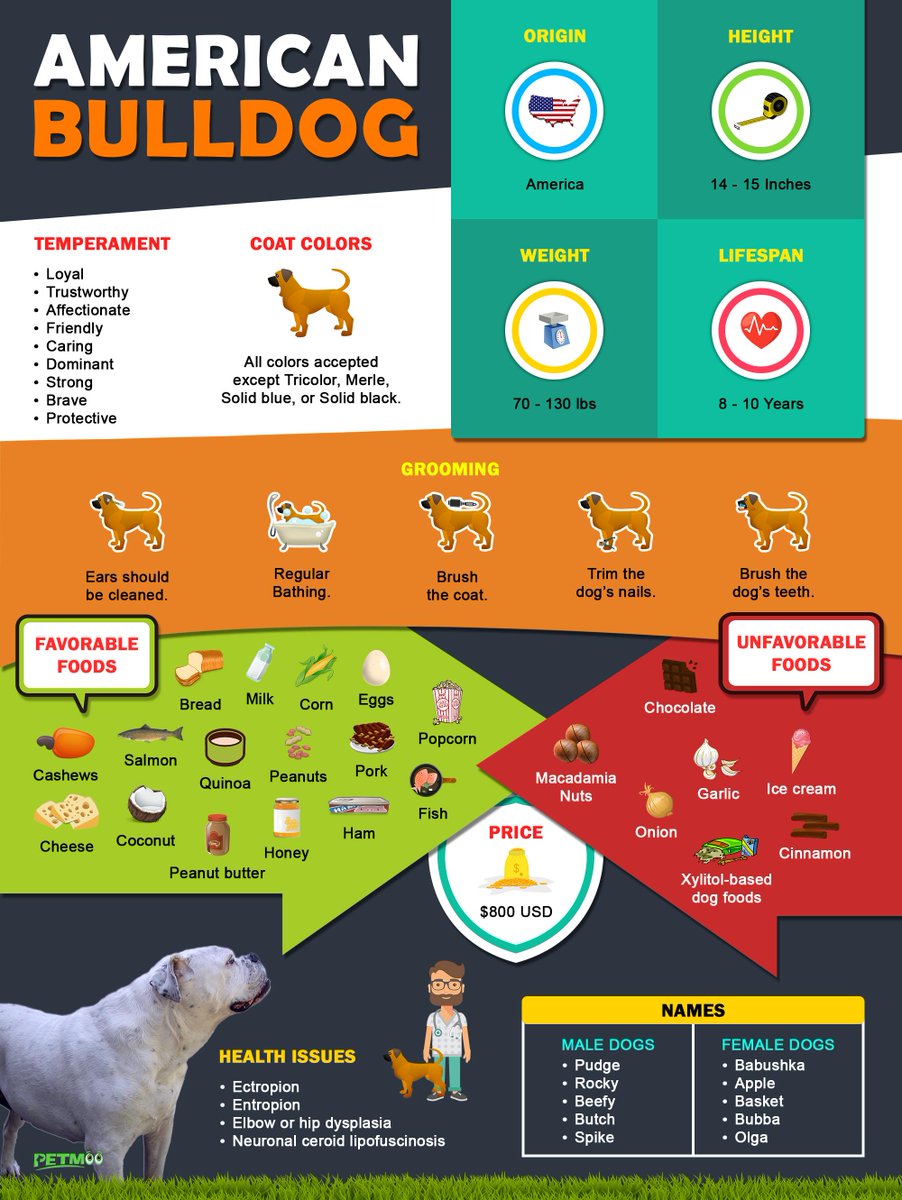 American Bulldog Infographic
#petmoo #pets #dogs #dogbreeds #doginfographic #americanbulldoginfographic