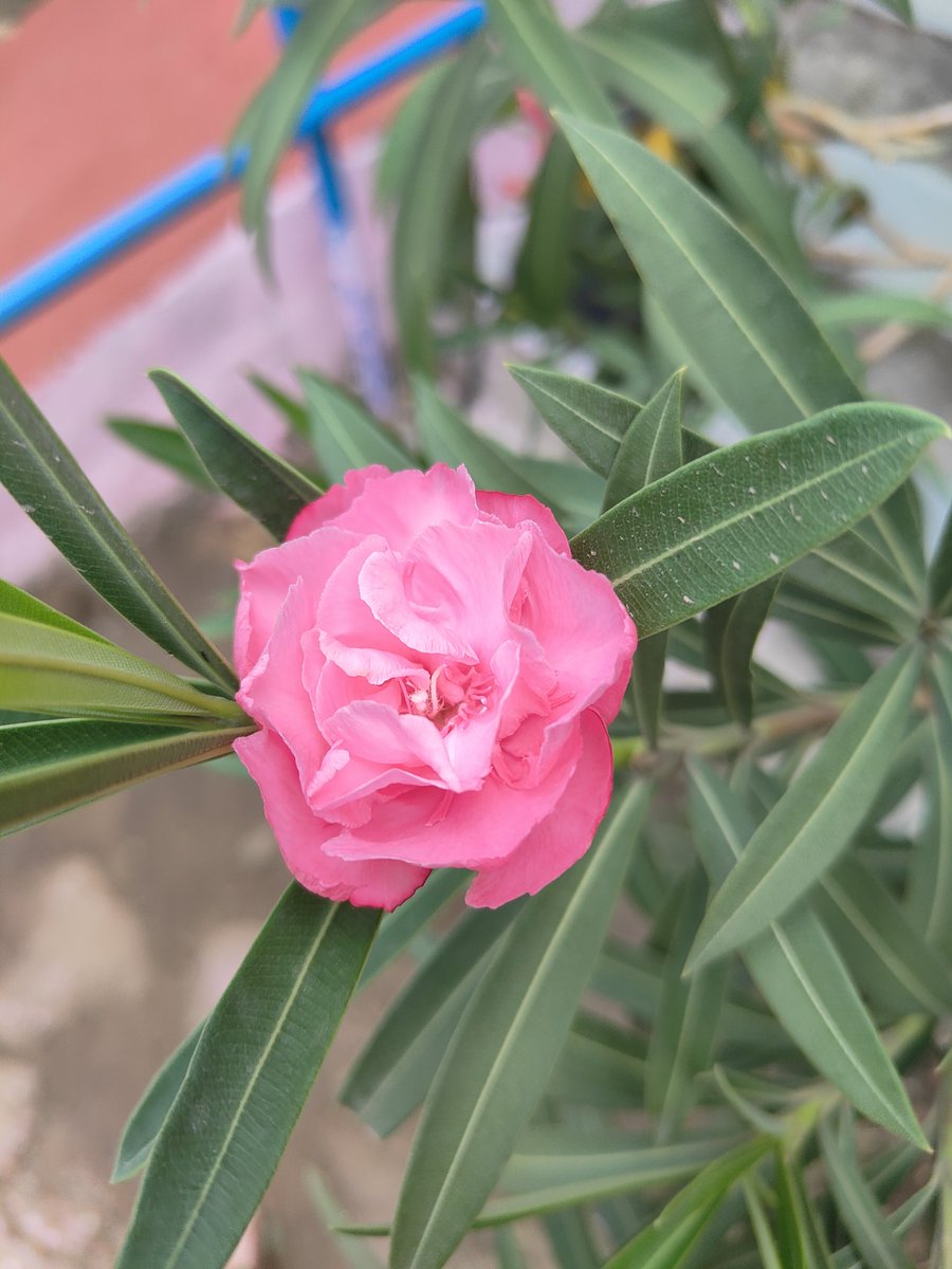 The delicacy of pink flowers serves as a gentle reminder that strength can be found in vulnerability ✨