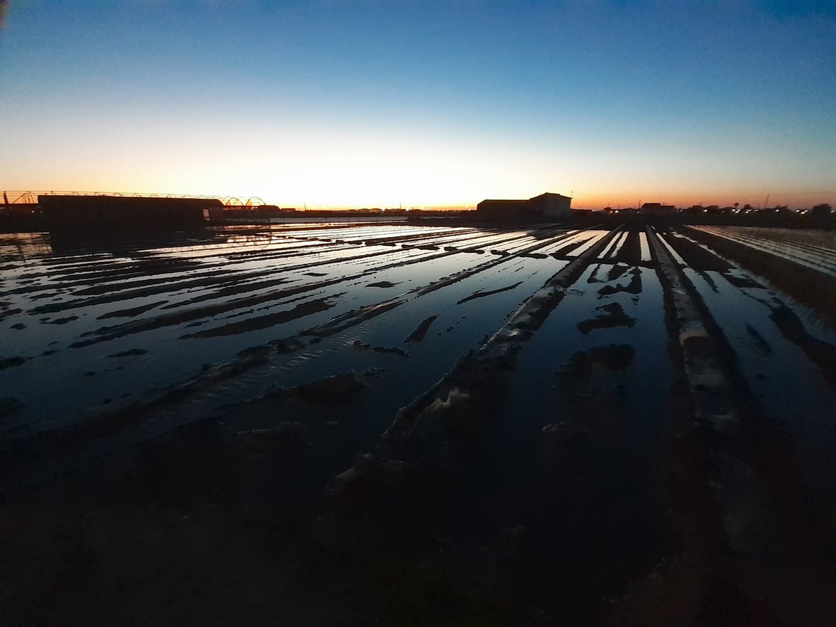 Bon dia des del planeta aigua. De vegades els llauradors donem sentit a eixe qualificatiu de la Terra. @PagesosGPS @perlhorta @FundacioAssut #sèquiadeMontcada