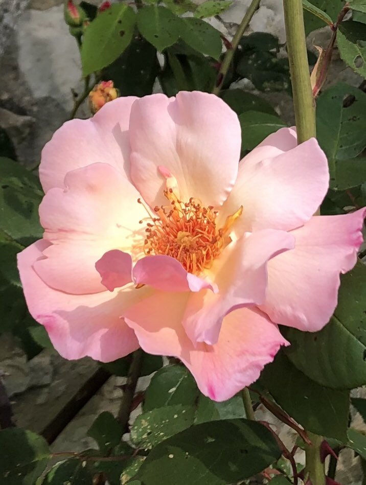 The lovely Meg catching a little bit of evening sun, both she and long awaited blue skies are equally welcome. #RoseWednesday #GardeningTwitter #mygarden #swfrance #loveroses #rosaMeg #TheLostGardenOfLoughrigg