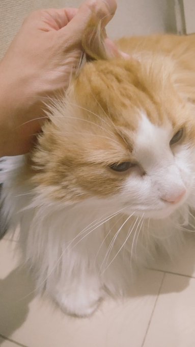 おみみ1個にニュッってされるポッチャン 