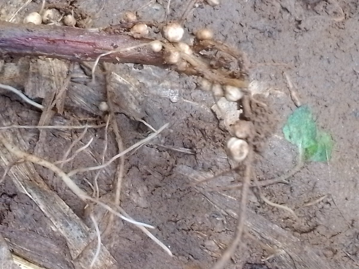 Hello 👋, agronomists and crop scientists. What is the function of the nodules found in bean roots?