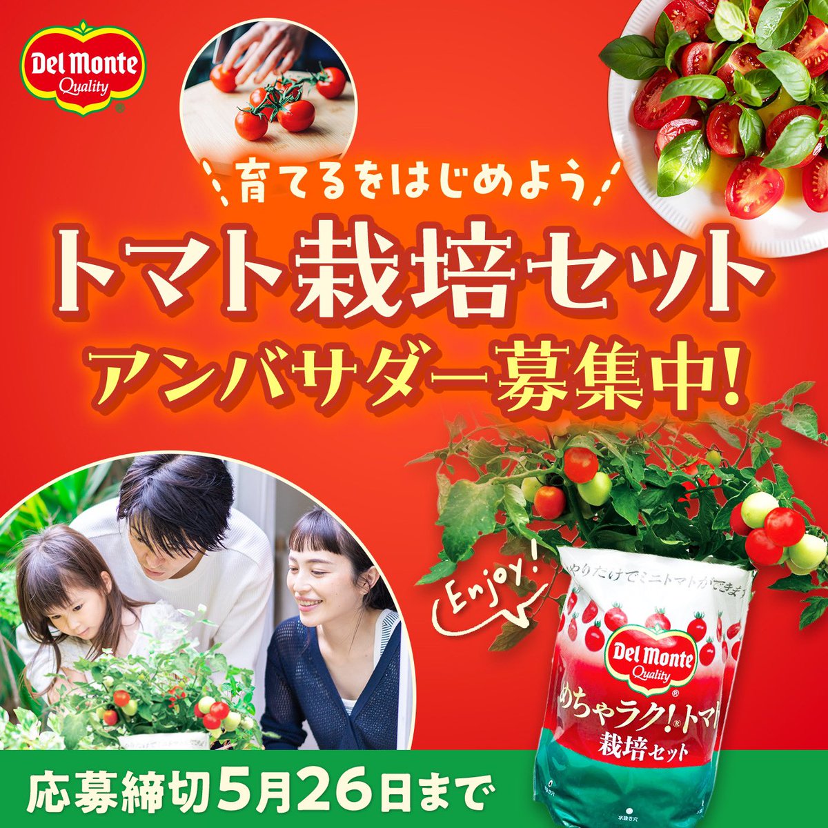 ／ アンバサダー様100名募集🍅 ＼ デルモンテのめちゃラク！ トマト栽培セットを栽培して XやInstagramに投稿いただける アンバサダー様を募集します🍅✨ 詳しくはこちら👇 form.kikkoman.co.jp/m/2405tomato_a…