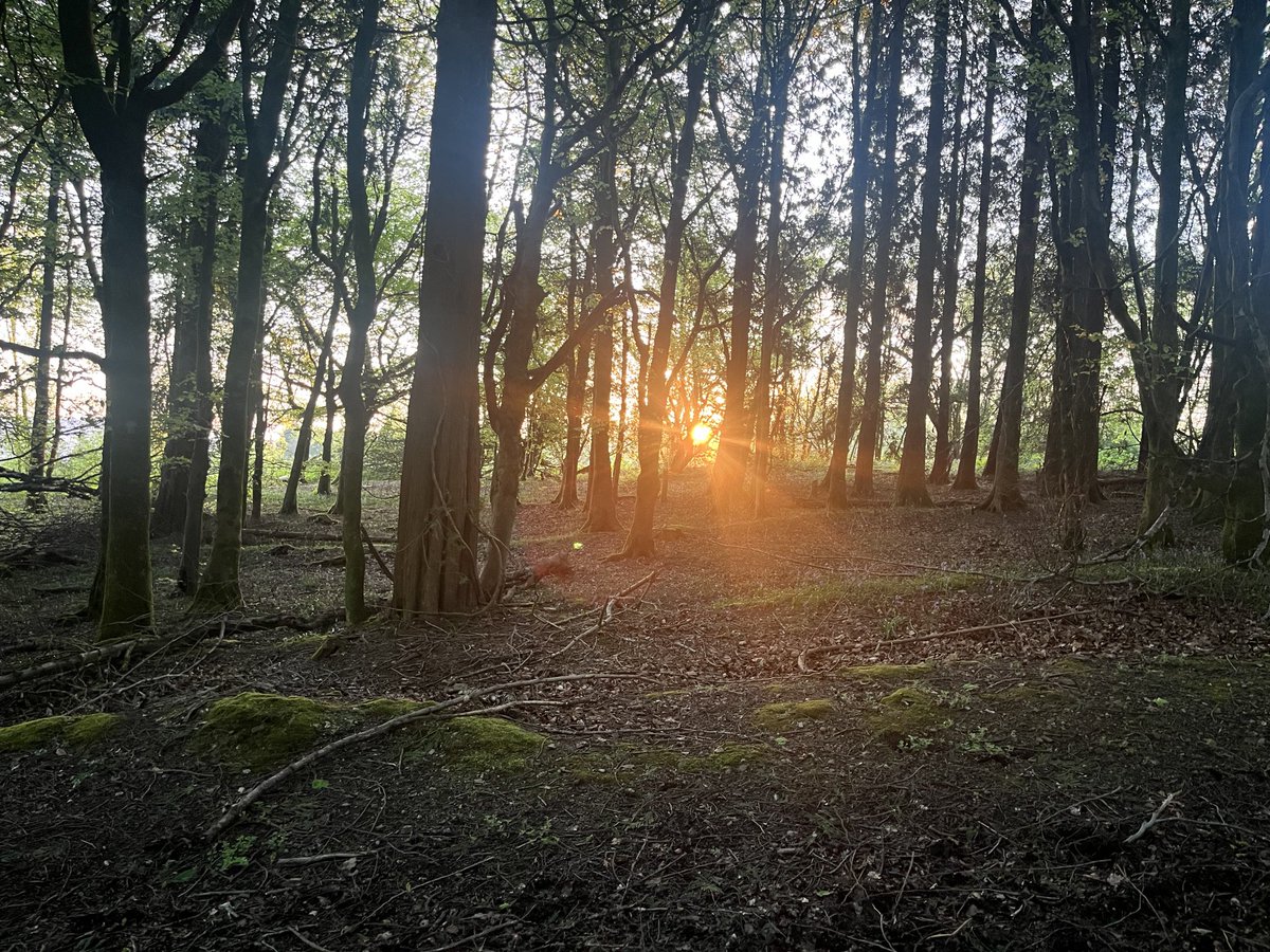 Sun breaking through the woods, peacefulness!! #Sunrise #Local