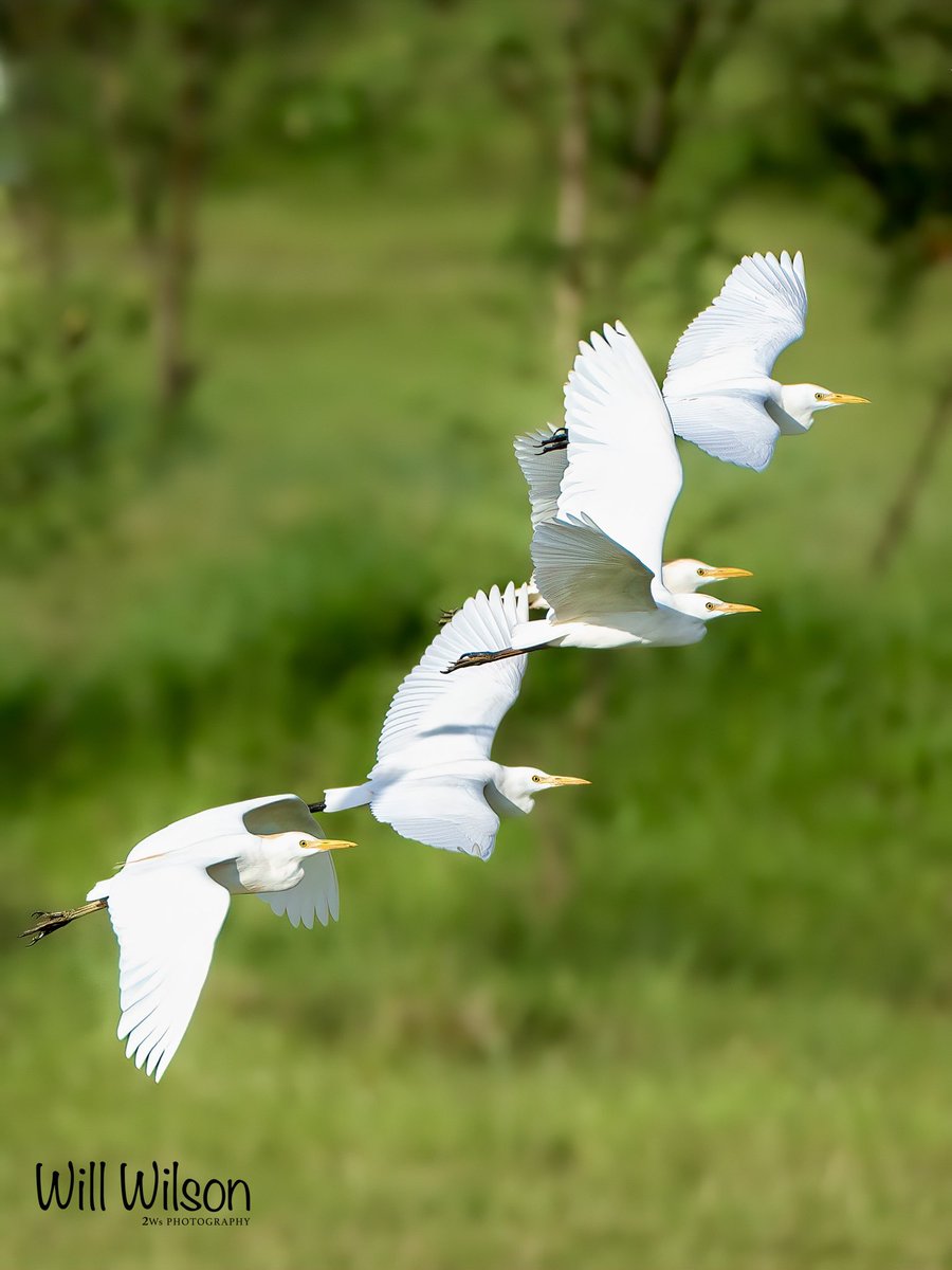 Cattle Egrets (Inyange) on the move… 📍@golf_kigali, #Kigali #Rwanda #RwOX #BirdsOfX