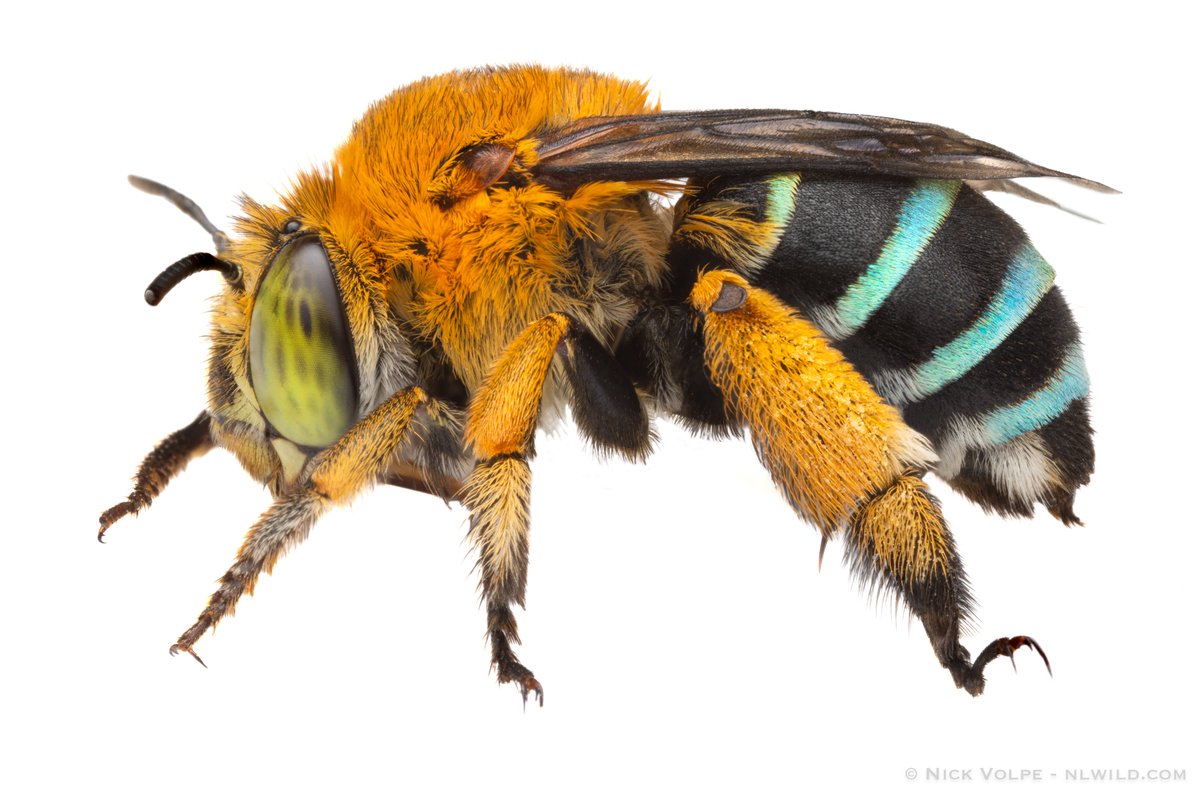 Australia's most beautiful bee? 🐝💙

In my opinion the Blue Banded Bee (Amegilla cingulata) is the most beautiful bee in the country! 🥰

There is at least half a dozen Amegilla species in Australia with striped blue-butts, but this species found on the New South Wales and