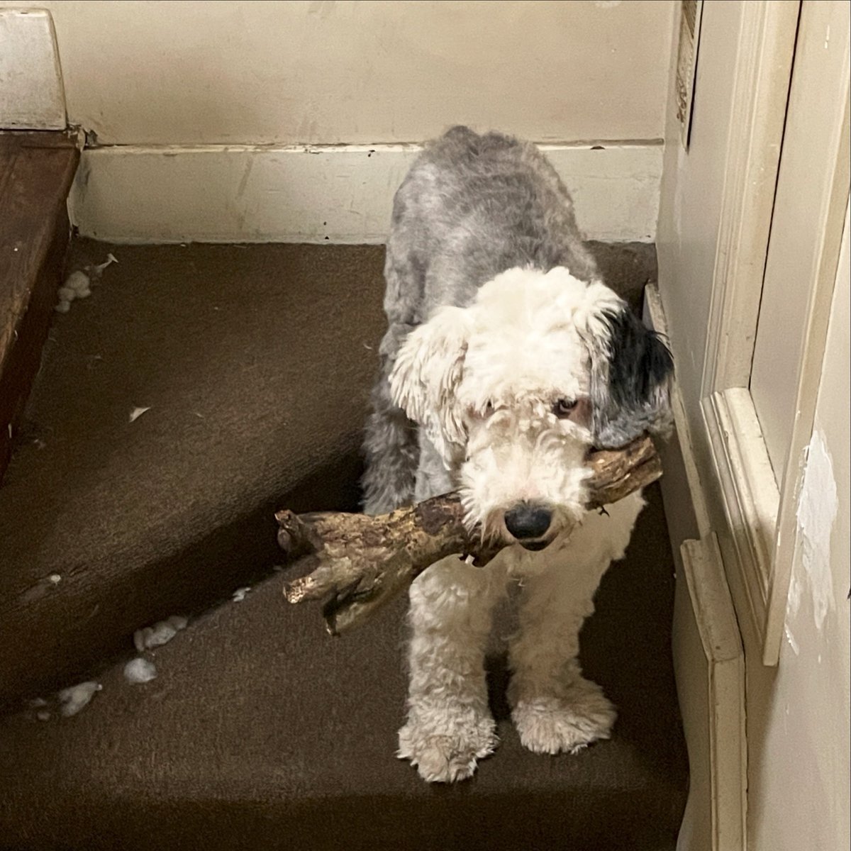 Cosmo brought in a um, large stick?  I started laughing and headed to the stairs, probably thinking I would take it away.  Nah, you earned it bud.😆

#oes #oldenglishsheepdog #sheepdog #cosmothebear