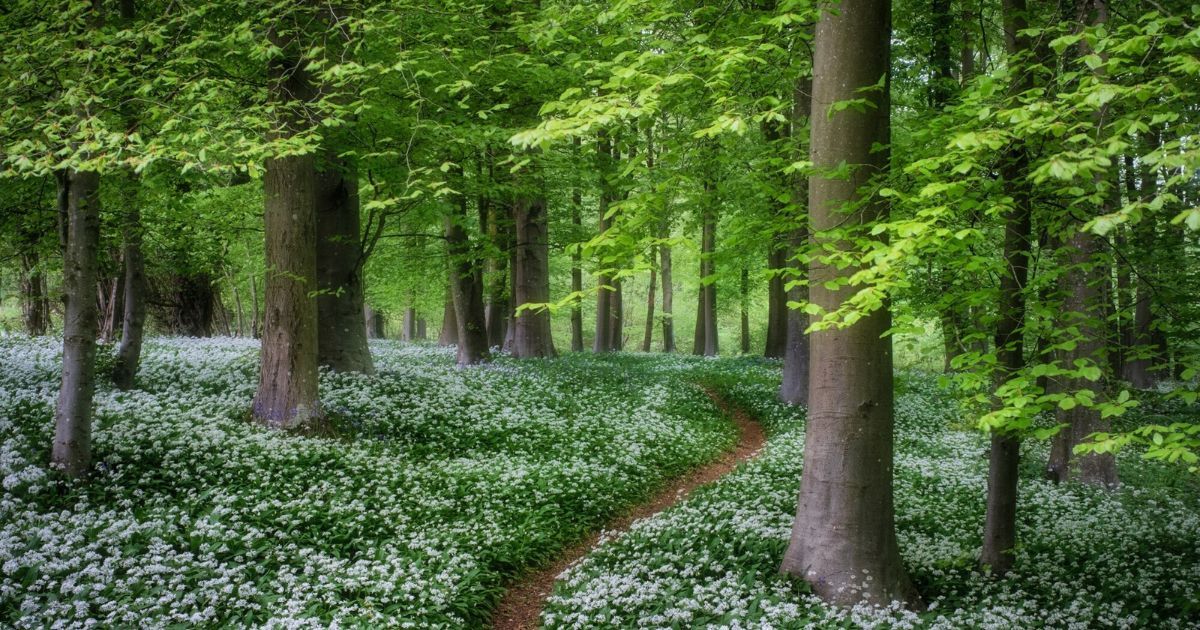 A magical scene of wild garlic in South Downs woodland. 📸 Ashley Chaplin #SouthDownsTrust #SouthDownsNationalPark #SouthDowns