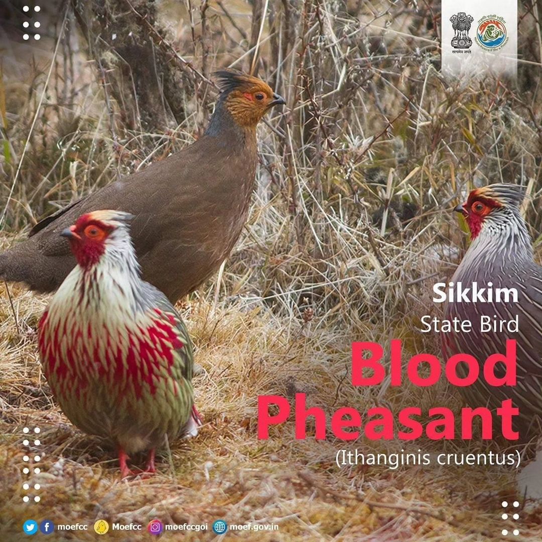 #ChooseLiFE #MissionLiFE @moefcc  
Sikkim State Bird -Blood Pheasant ( Ithanginis cruentus)