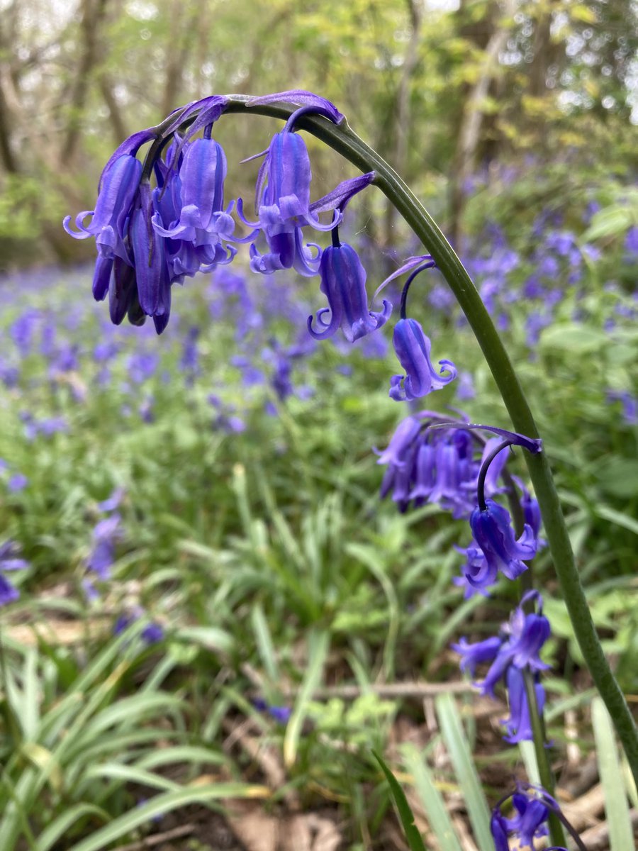 Daily bluebell photo #25

All are English bluebells - Hyacinthoides non-scripta 🤗💜