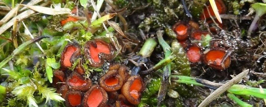 Zeer zeldzame Kalkgraslandwimperzwam gevonden in de duinen bij Heemskerk dlvr.it/T6d2L4