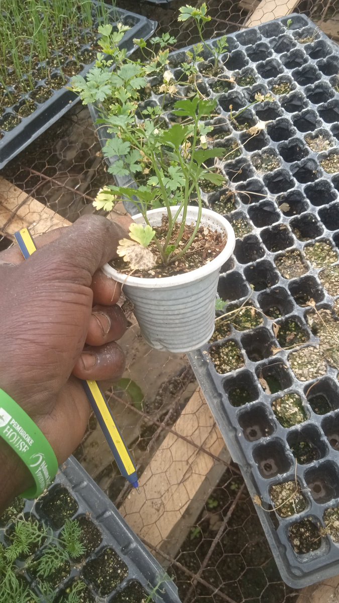 Spice up your kitchen garden with herbs from @Zionseedlings At juja Contact 0724471075 0726275592