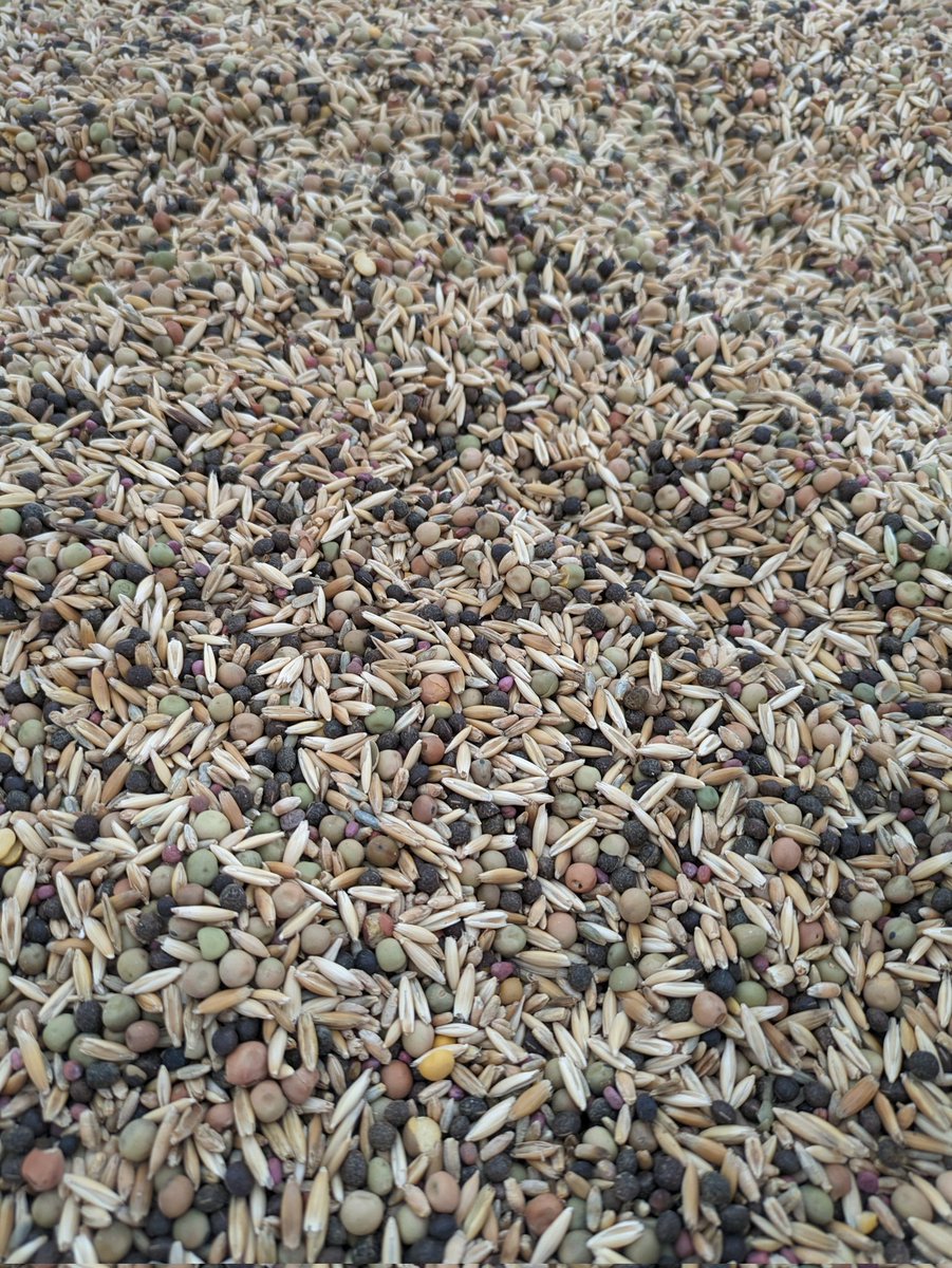 Sowing is well underway with a paddock each of winter cover crop mix, oat and barley sown on the hill country. Hoping for some rain before tackling the heavier flat country.