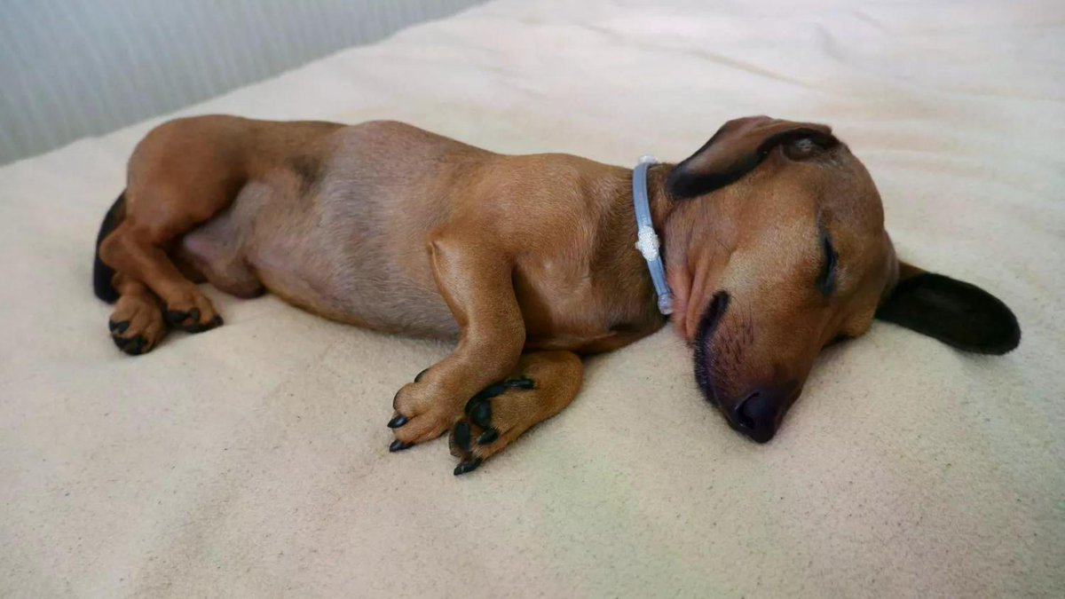 Internet loves sleeping dachshund 'dreaming about great things in his life' newsweek.com/internet-loves…