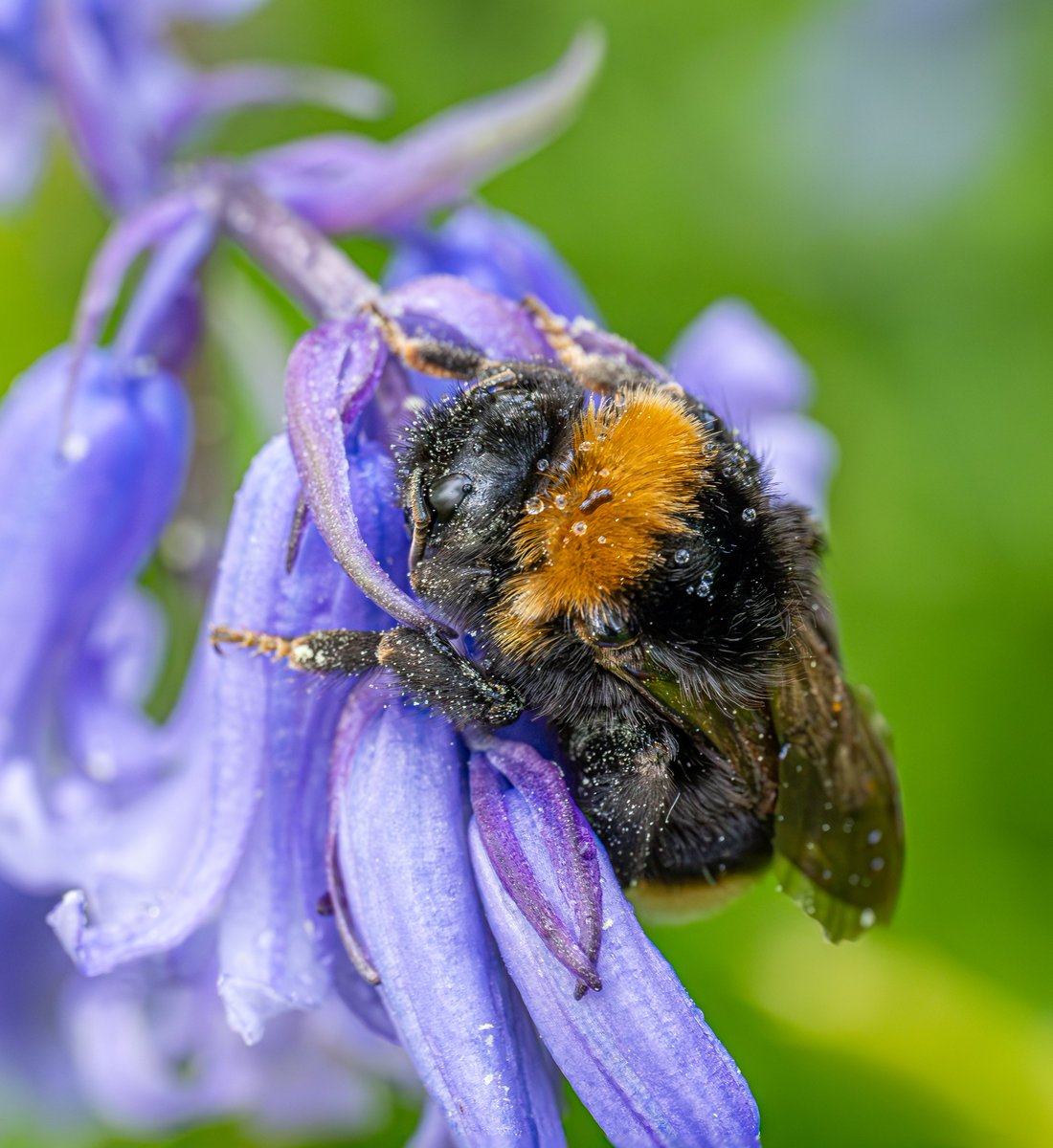 A sleepy Bee resting on Bluebells. #InsectThursday #Bee #Bluebells #Macro #MacroHour